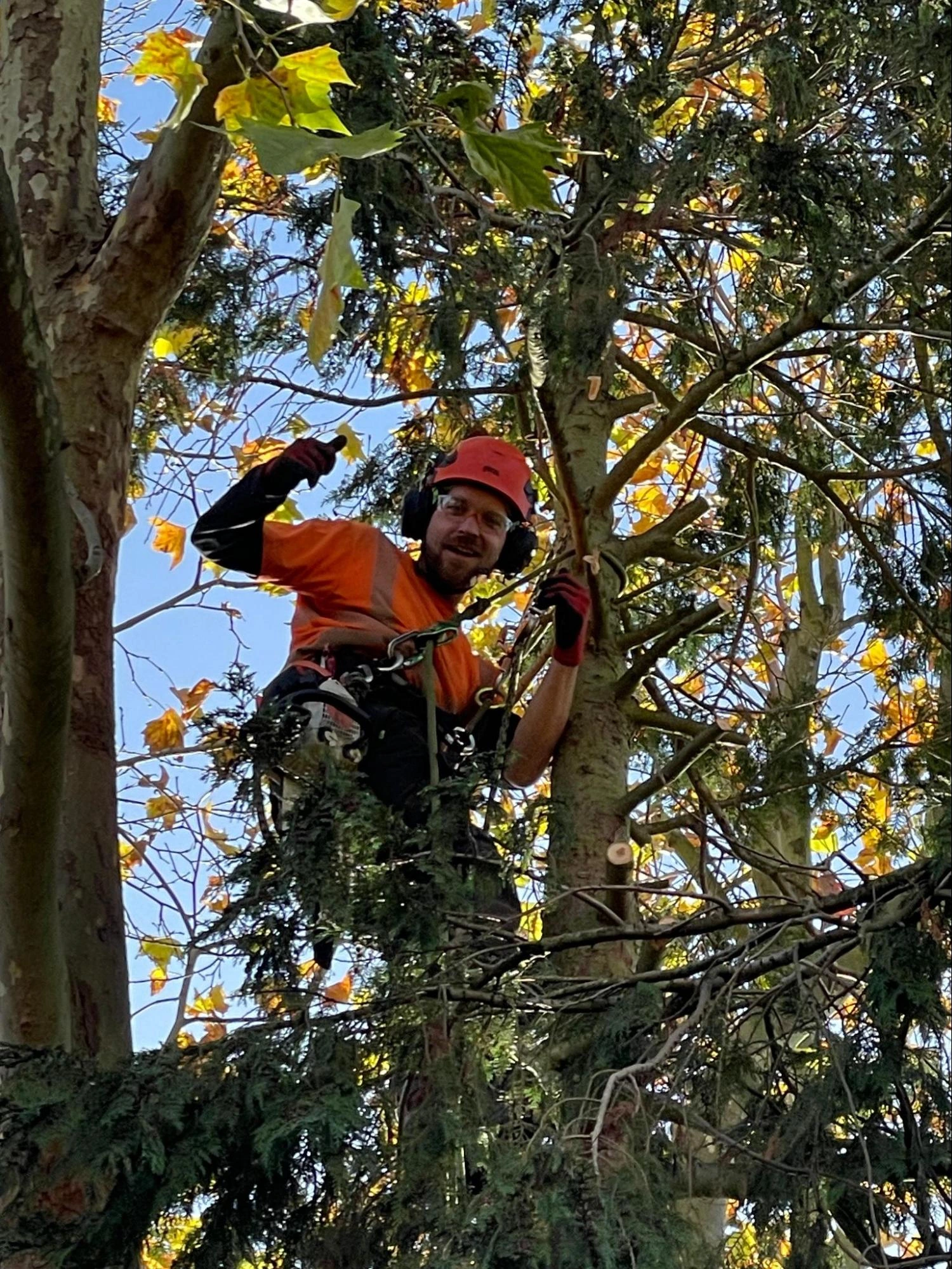 Chelmsford Tree Care Experts